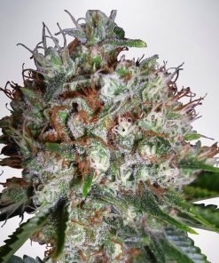 Big Bud XXL - Femminizzati Stagionali