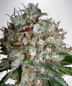 Big Bud XXL - Femminizzati Stagionali