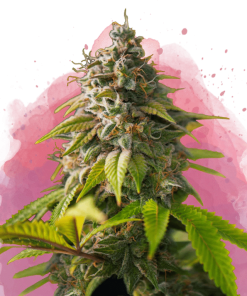 nirvana amnesiahaze
