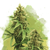 nirvana auto bigbud