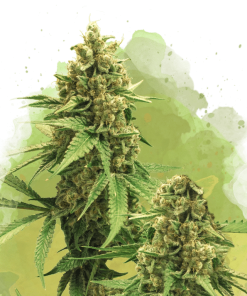 nirvana auto bigbud