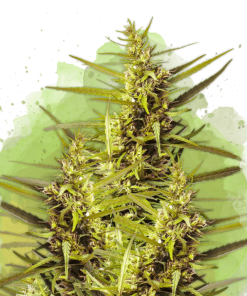 nirvana auto blueberrykush