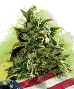 nirvana auto bluedream
