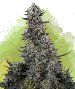 nirvana auto critical