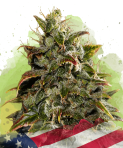 nirvana auto gelato