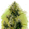 nirvana auto lemonog