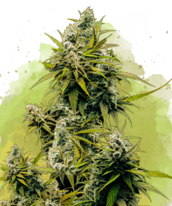 nirvana auto lemonog