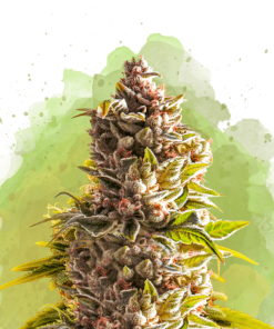 nirvana auto northernlight
