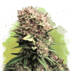nirvana auto ogkush