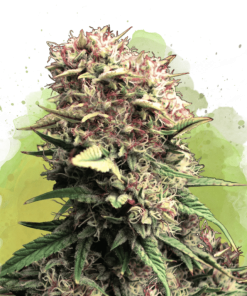 nirvana auto ogkush