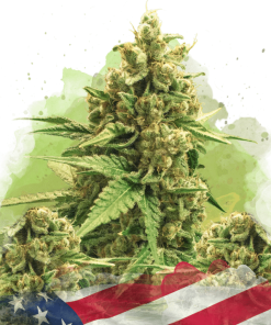 nirvana auto originalglue