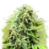 nirvana auto whitewidow