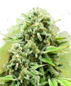 nirvana auto whitewidow