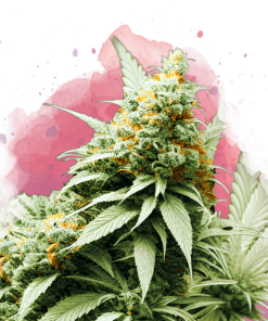 nirvana bigbud