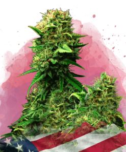 nirvana bluedream