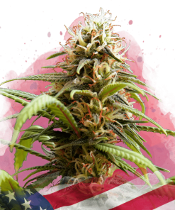 nirvana brucebanner
