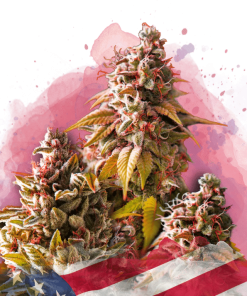 nirvana bubblekush