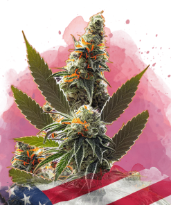 nirvana californiaorange