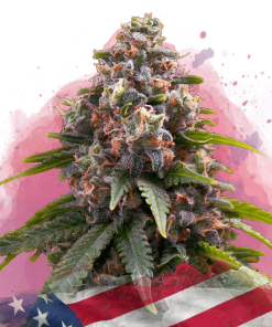 nirvana candykush