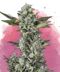nirvana critical