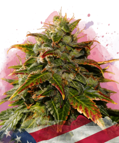 nirvana gelato
