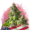 nirvana girlscoutcookies