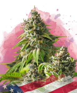 nirvana girlscoutcookies