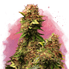 nirvana grandaddypurple