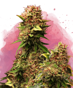nirvana grandaddypurple