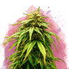 nirvana greencrack
