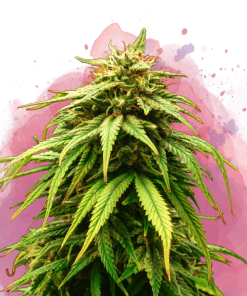 nirvana greencrack
