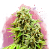 nirvana greenpoison