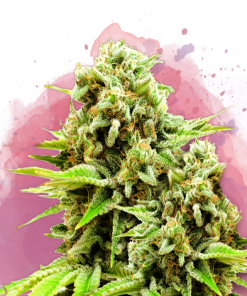 nirvana greenpoison