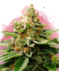 nirvana lsd