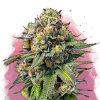 nirvana ogkush