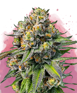 nirvana ogkush