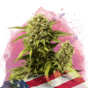 nirvana originalglue