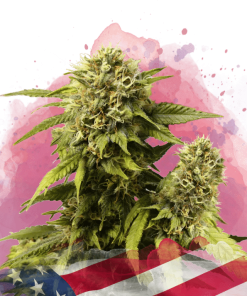 nirvana originalglue