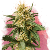 nirvana purepowerplant