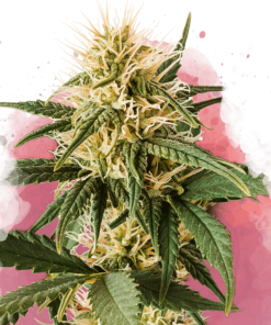 nirvana purepowerplant