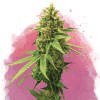 nirvana sherbetcookies
