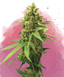 nirvana sherbetcookies
