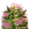 nirvana shiskaberry