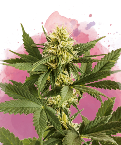 nirvana shiskaberry