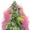 nirvana skunk1