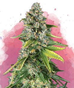 nirvana skunk1