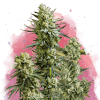 nirvana skywalker