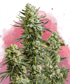 nirvana skywalker