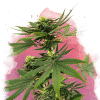nirvana sourdiesel