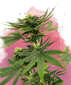 nirvana sourdiesel
